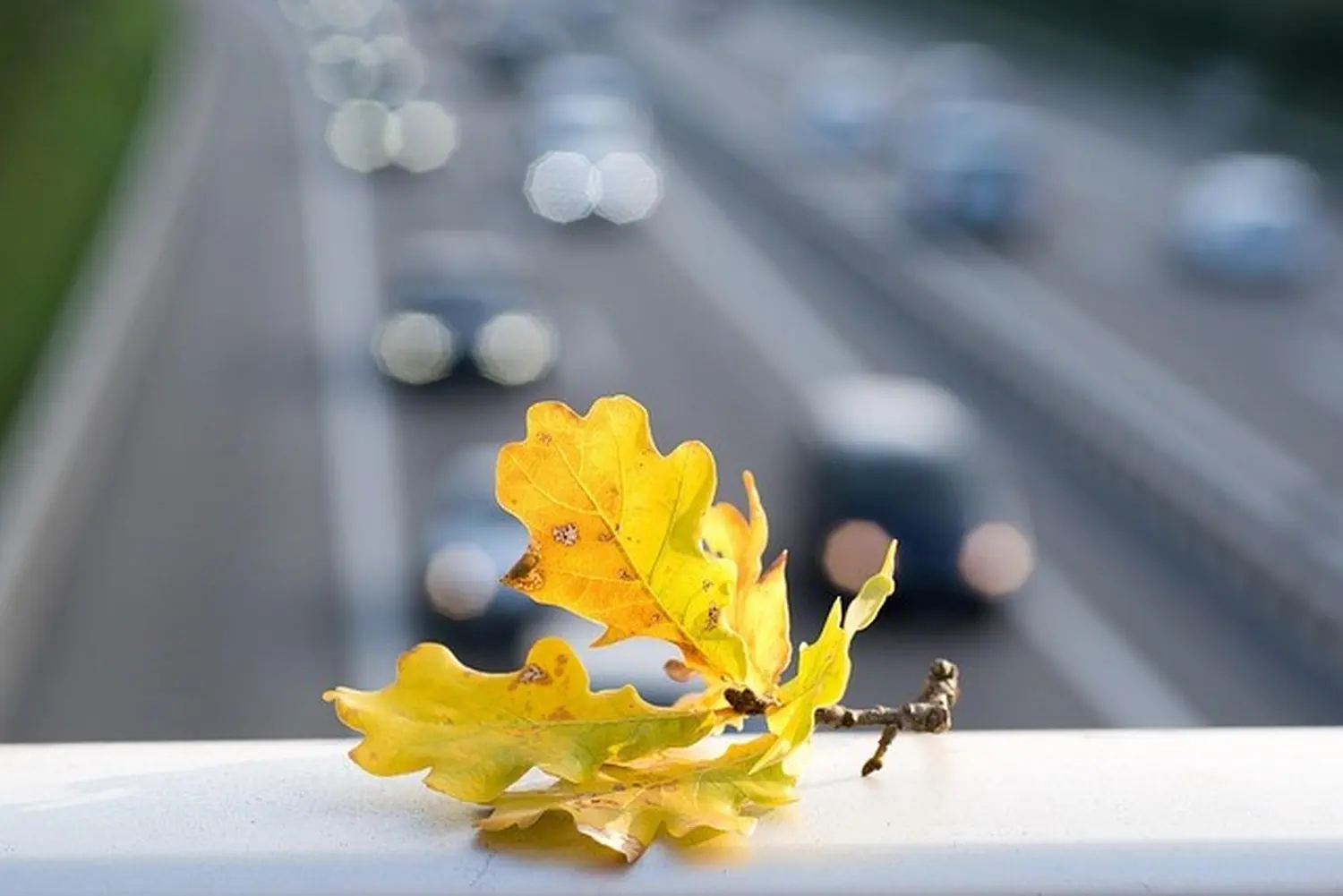 Raiger Bauberatung -  Blatt